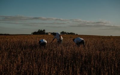 Governo Federal lança Plano Safra 2024/25 com R$ 400 bi a agricultura empresarial
