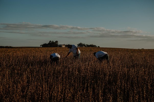 Governo Federal lança Plano Safra 2024/25 com R$ 400 bi a agricultura empresarial